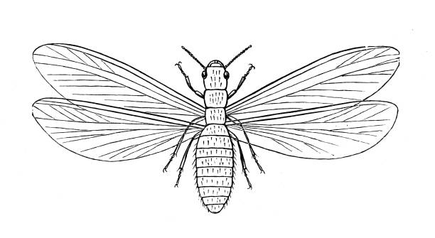 ilustrações, clipart, desenhos animados e ícones de imagem zoologia da biologia antiga: termes lucifugus - turkey woodcut engraving antique