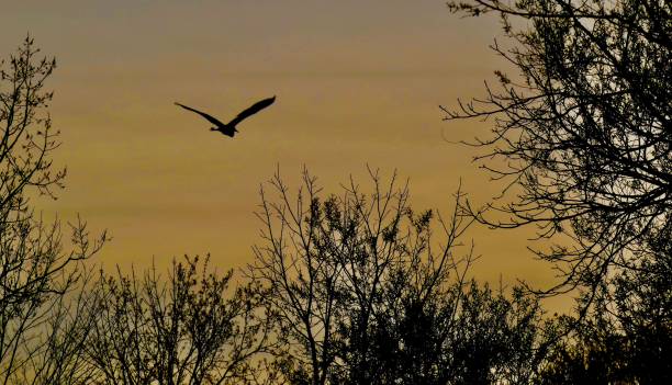 istock Great Blue Heron flying at sunrise 1455513408