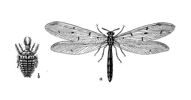 istock Antique biology zoology image: Myrmeleon formicarius 1455513433