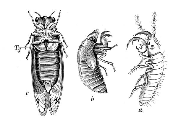 Antique biology zoology image: Cicada septendecim Antique biology zoology image: Cicada septendecim cicada stock illustrations