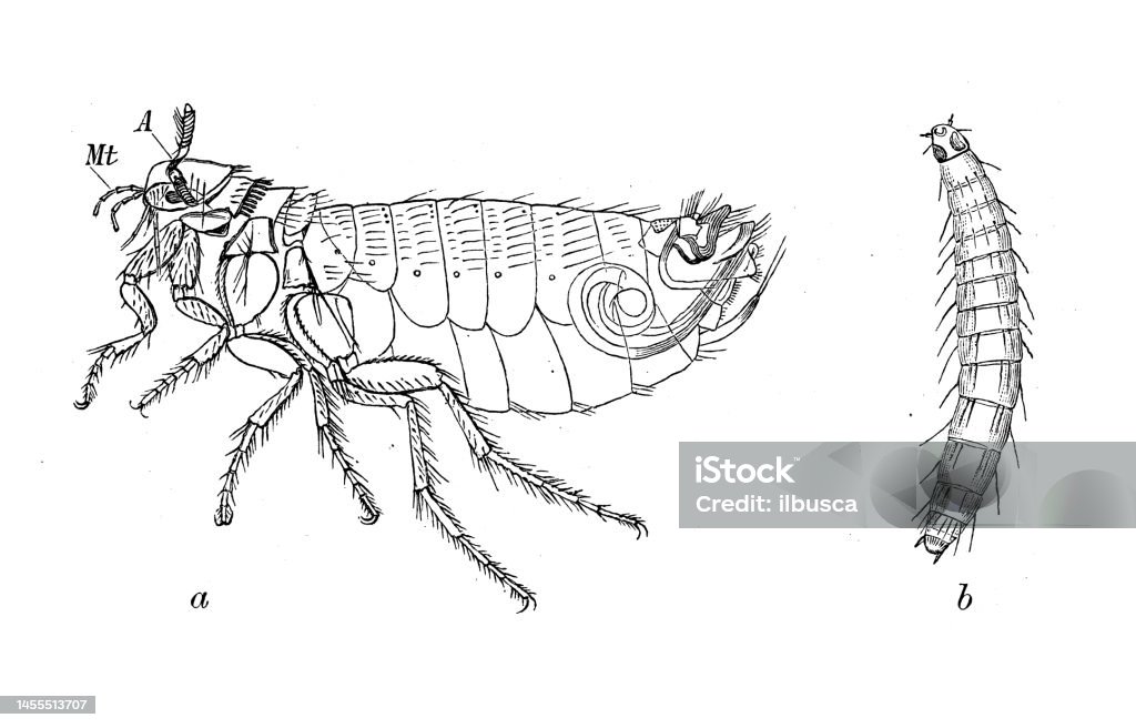 Antique biology zoology image: Pulex avium, Pulex irritans Human Flea stock illustration