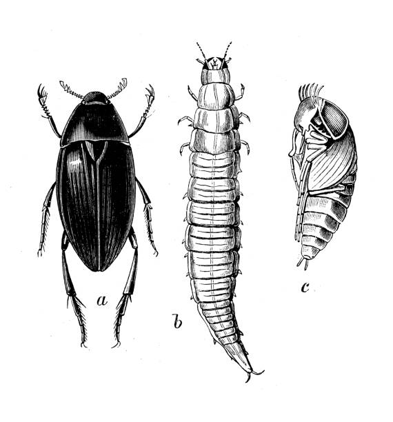 Antique biology zoology image: Hydrophilus piceus