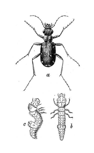 antique biology zoology image: cicindela campestris - 班蝥 幅插畫檔、美工圖案、卡通及圖標