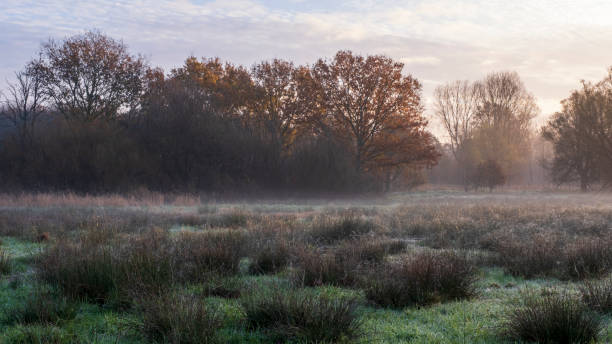 istock Landscape on a misty morning with grass and trees 1455514401