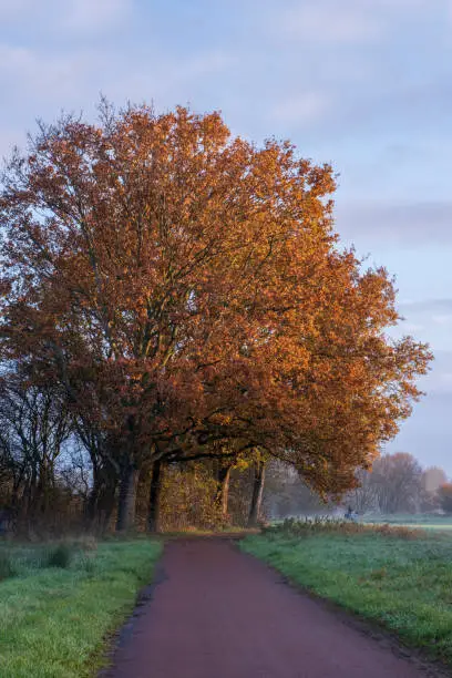 Grote boom met bruine bladeren in de herfst en in de ochtendzon langs een fietspad
