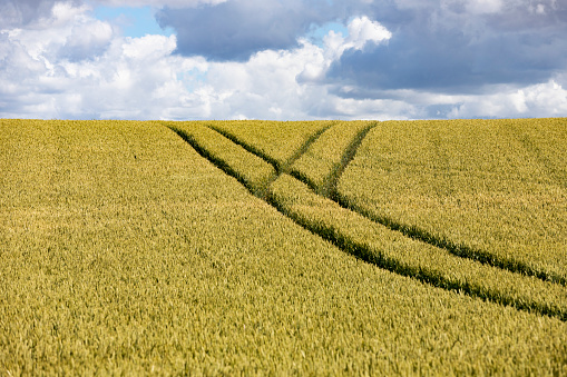 Wheat field in the summer