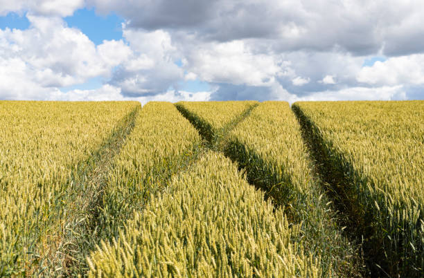 istock Wheat field in the summer 1455516277