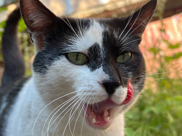 istock Funny cat licking tongue before dinner. 1455516899