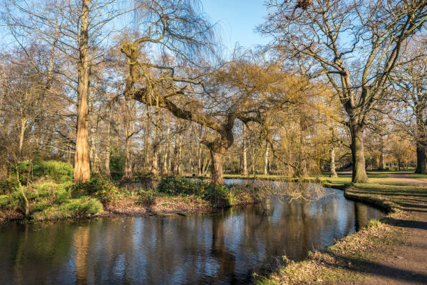 istock Winter sunshine Bushy Park 1455517567