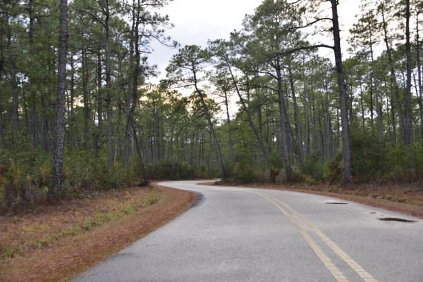 istock Winding Road Through Pine Forest After Thunderstorm 1455518469