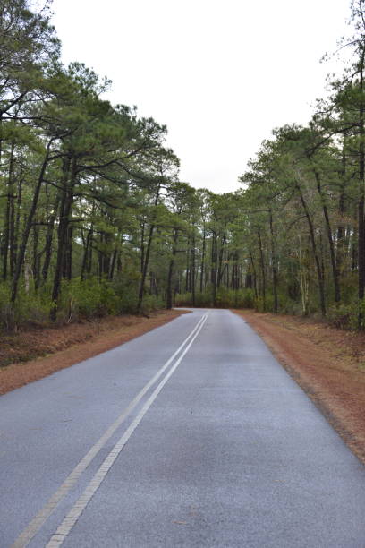 Straight Narrow Road Through Pine Forest