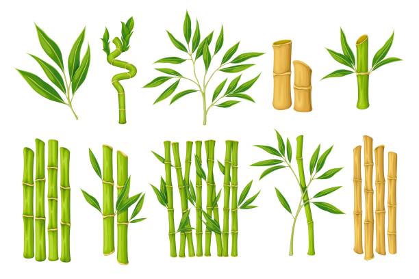 Bamboo Set vector art illustration