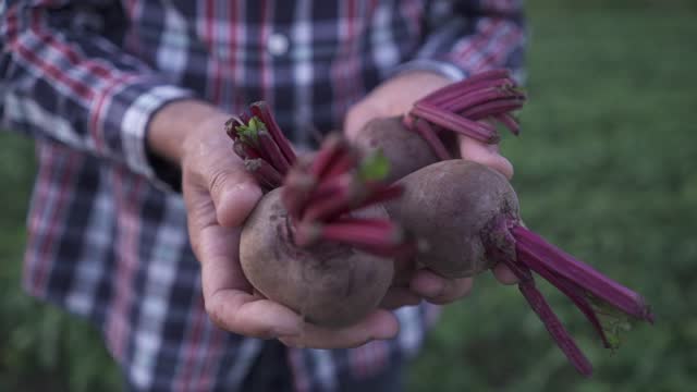 A man agronomist holding a root vegetable of beet