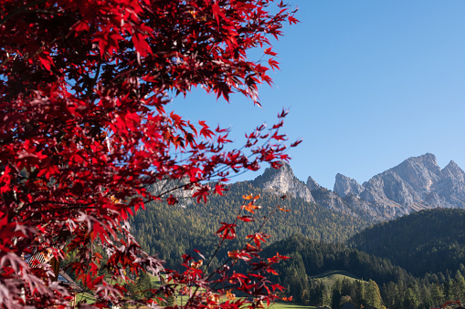 Red Maple leafs and mountains