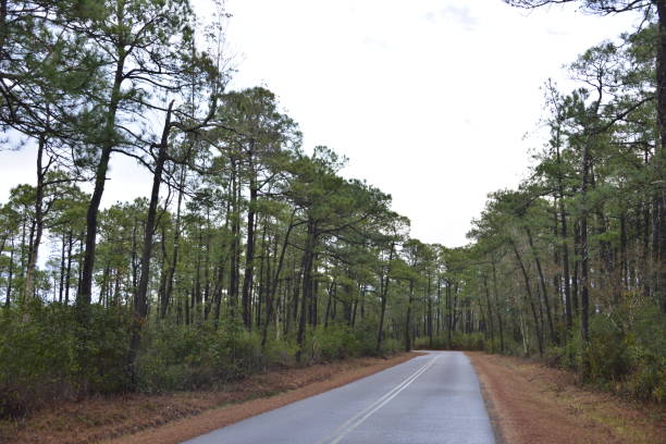 istock Longleaf Pine Forest Divided By Single Lane Road On A Cloudy Day 1455519444