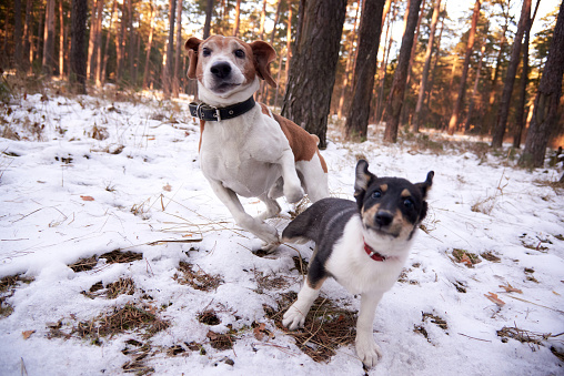 A beagle and a pooch run in a winter forest.