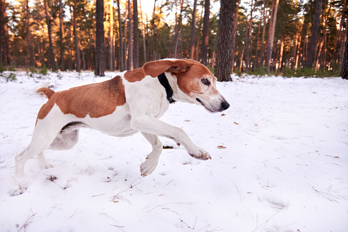 A beagle takes a trail in a winter forest.