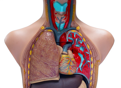 Model Anatomi Thorax Foto Stok Biology Diagrams