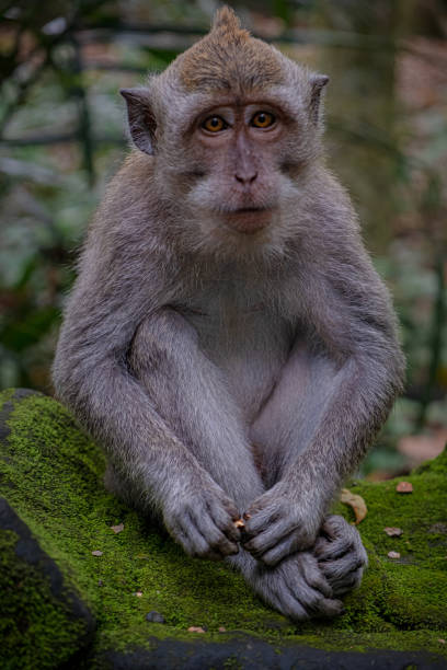 istock Close-up of monkey sitting on rock 1455522051