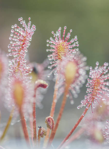 istock Vertical shot of drosera intermedia in a blurry background 1455522166