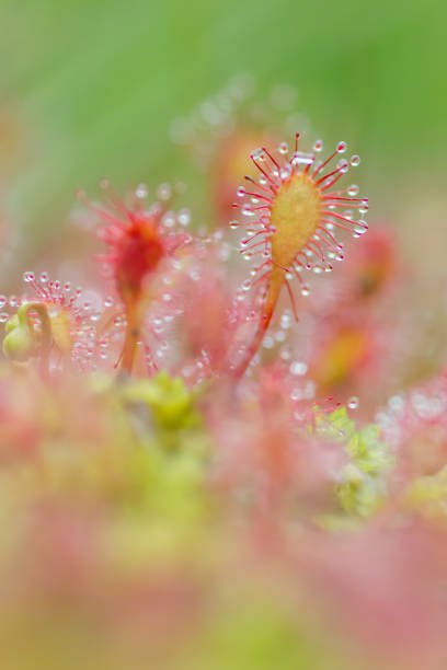 A vertical shot of drosera intermedia in a blurry background