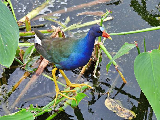 istock Purple Gallinule (Porphyrio martinica) - perched on the water plants 1455522210