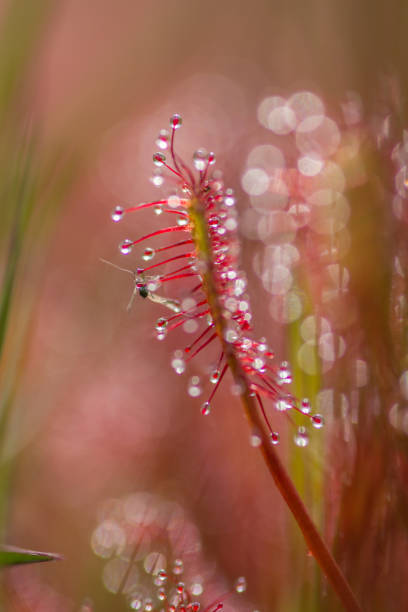 istock Vertical shot of drosera intermedia in a blurry background 1455522425