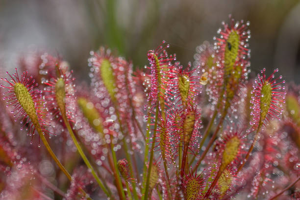 A closeup shot of drosera intermedia in a blurry background