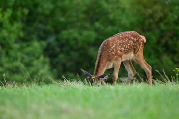 Deer fawn on pasture grazing  on green meadow grass stock photo
