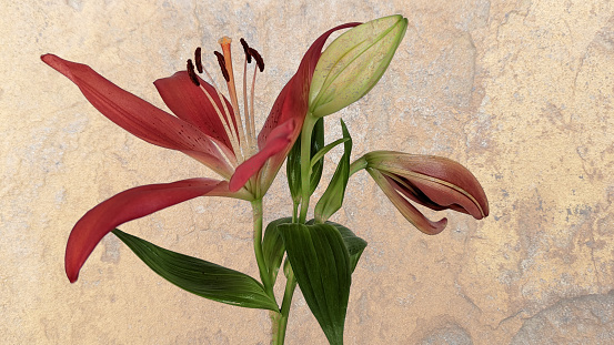 Red lily on grunge background with copy space