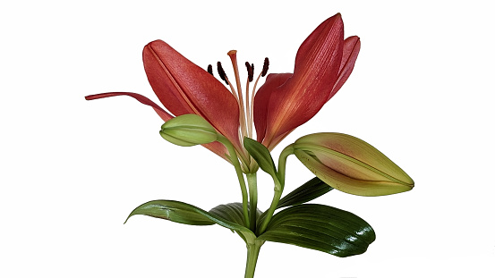 Closeup of two Amaryllis flower stalks; one with four fully-open bright crimson red blossoms, the other with flower buds starting to open. Subject is isolated on light gray background.