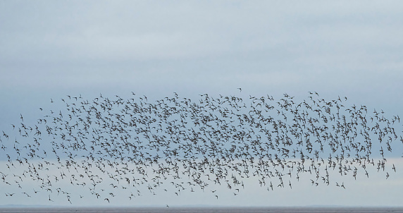 A flock of waders over the mudflats at Snettisham.