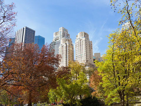 A low angle view through yellow leaves to the skyscrapers in Central Park, New York