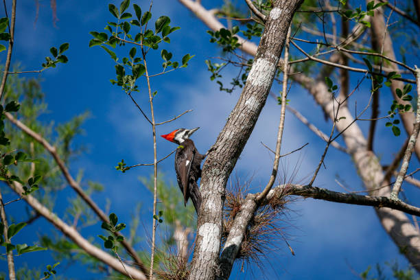 Pileated Woodpecker on Branch Ready to Dig