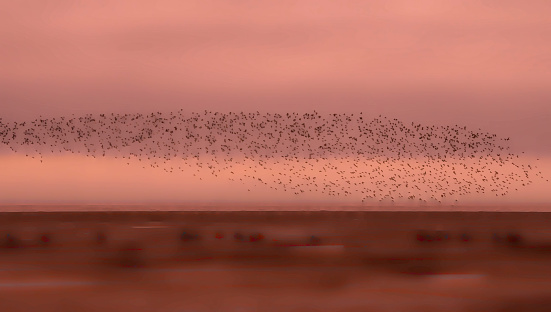 A flock of waders over the mudflats at Snettisham.