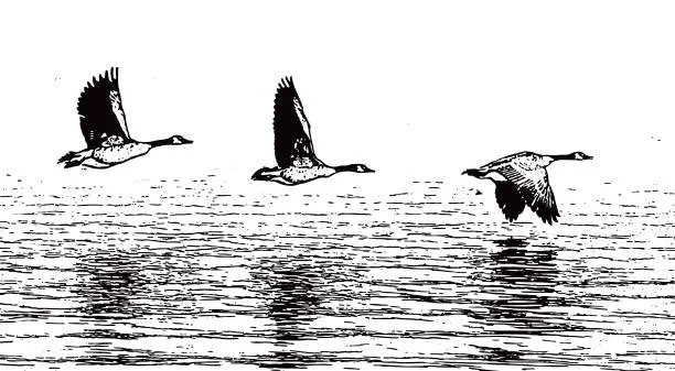 Vector illustration of Canada Geese Taking Off From Lake