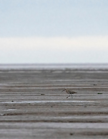 Birds over Snettisham nature reserve.  Curlew on the mudflats.