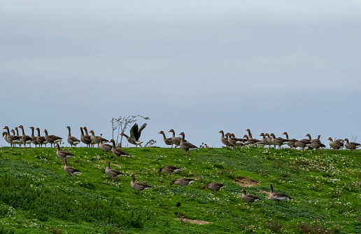 Greater white-fronted goose (Anser albifrons) in the field