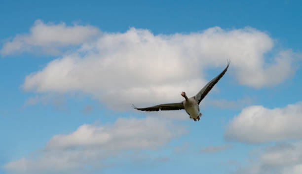 istock Snettisham nature reserve 1455524540
