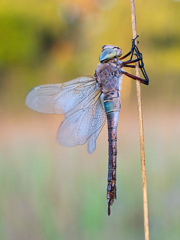 The photo shows a closeup of a dragonfly clinging to a twig in front of the sky.