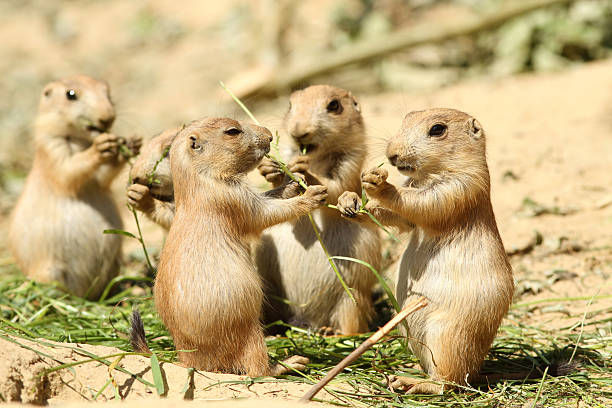 istock Baby prairie dogs eating 145552528