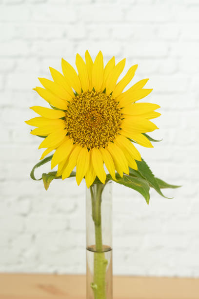 istock Sunflower flower on white background. Copy space. Vertical Photo. 1455525379