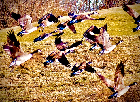 Canadian Geese quickly take flight in unsuitable of warmer climates