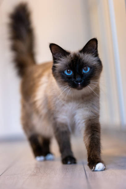 istock Vertical shot of a Birman looking into the camera 1455525721