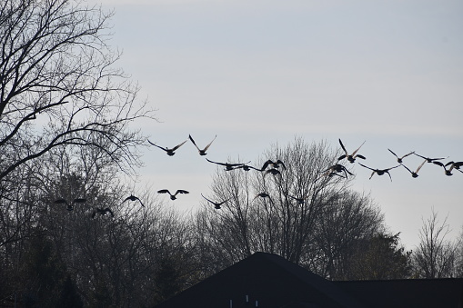 Canadian Geese flying over the treetops in pursuit of a warmer climate