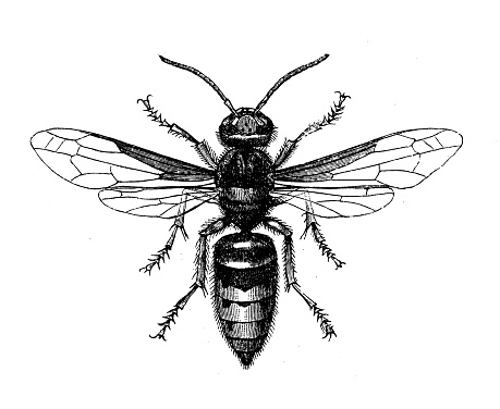 Antique biology zoology image: Vespa crabro