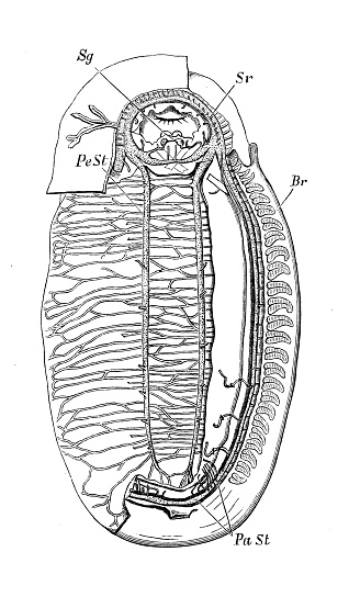 Antique biology zoology image: Chiton, nervous system