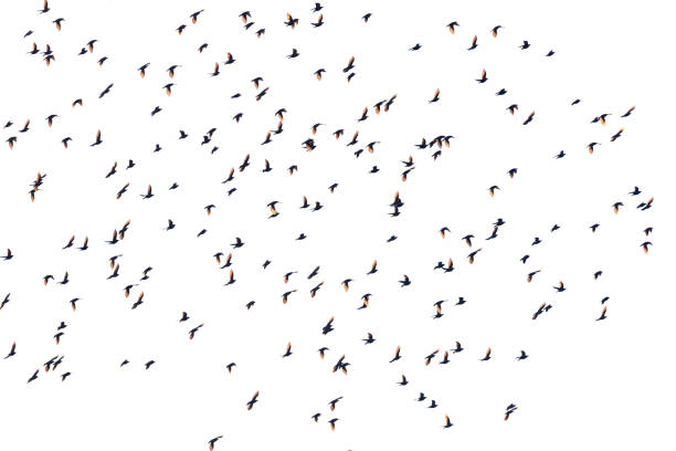istock Large flock of common starlings (Sturnus vulgaris) 1455527252