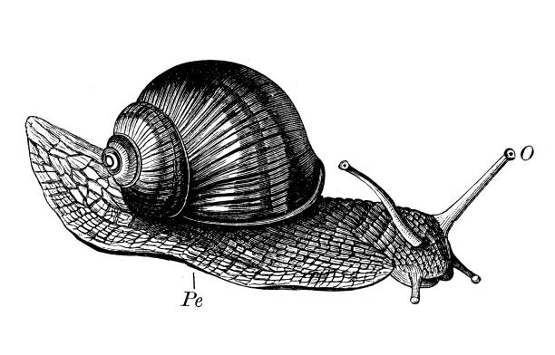 istock Antique biology zoology image: Helix pomatia 1455527563