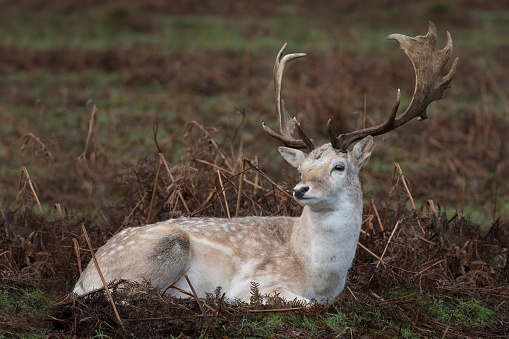 Fallow deer sitting down showing off his antlers